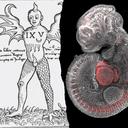 Drawing to the left depicts early sixteenth century pamphlet: ´The Monster of Ravenna’. Embryo Image to the right Credit: Dr Richard Tyser, Srinivas Group