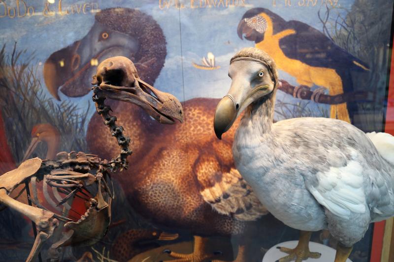 Dodos in the Natural History Museum